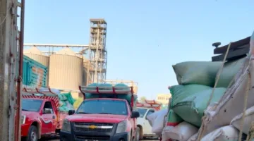 حصاد الخير.. شون وصوامع البحيرة تستقبل 85 ألفًا و415 طن قمح من المزارعين