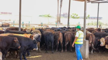 خطة لتوزيع 2000 عجل ومليون كيلو لحوم على غير القادرين بالمحافظات خلال عيد الأضحى