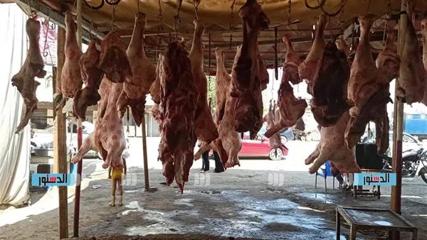 خيام لبيع اللحوم بأسعار مميزة.. ‘التموين’ تُعلن خطة شاملة للاحتفال بالعيد (فيديو) خيام لبيع اللحوم بأسعار مميزة.. ‘التموين’ تُعلن خطة شاملة للاحتفال بالعيد (فيديو)