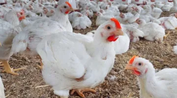 ارتفاع أسعار الطيور في الإسكندرية.. الدجاج الأبيض يصل إلى 115 والبلدي الأحمر بـ120 جنيها