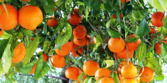 دعم حكومي جديد لتعزيز صادرات الحمضيات يثير جدلاً حول أولويات الإنفاق دعم حكومي جديد لتعزيز صادرات الحمضيات يثير جدلاً حول أولويات الإنفاق