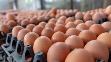 رئيس شعبة بيض المائدة: ننتج 900 ألف طبق يوميًا بعد انفراجة أزمة الأعلاف