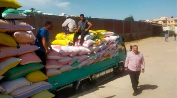 رئيس مدينة المحمودية يتابع توريد محصول القمح بشونة بنك التنمية والائتمان الزراعي