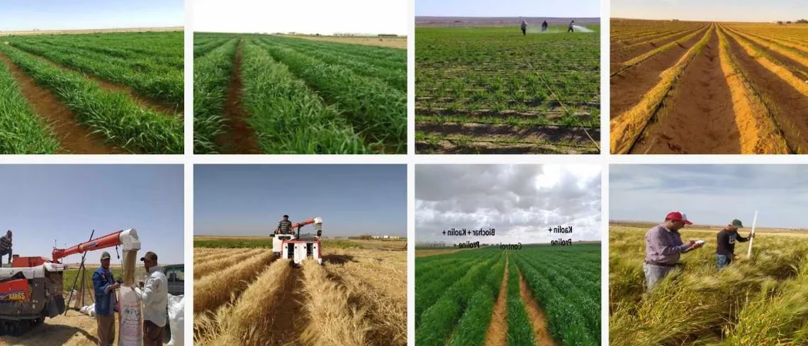 أكاديمية البحث العلمي: بدء المرحلة الثانية من مزرعة البحث النموذجية في المغرة أكاديمية البحث العلمي: بدء المرحلة الثانية من مزرعة البحث النموذجية في المغرة