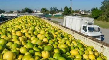 سعر الليمون البلدي في الأسواق اليوم الأحد 11 مايو 2025 يقترب من 100 جنيه للكيلو