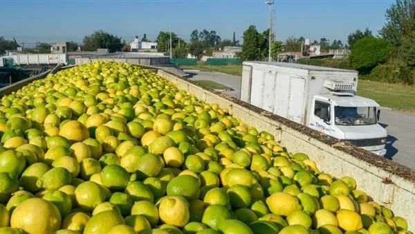 سعر الليمون البلدي في الأسواق اليوم الأحد 11 مايو 2025 يقترب من 100 جنيه للكيلو سعر الليمون البلدي في الأسواق اليوم الأحد 11 مايو 2025 يقترب من 100 جنيه للكيلو
