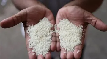 سعر طن الأرز الشعير اليوم الأحد 11 مايو 2025 في مصر