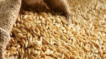 اكتشف تكلفة طن الأرز الشعير في الأسواق بتاريخ 19 مايو 2025.