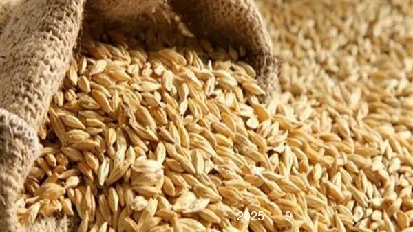 اكتشف تكلفة طن الأرز الشعير في الأسواق بتاريخ 19 مايو 2025. اكتشف تكلفة طن الأرز الشعير في الأسواق بتاريخ 19 مايو 2025.