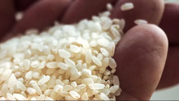 سعر طن الأرز الشعير اليوم الخميس 8 مايو 2025 بالأسواق سعر طن الأرز الشعير اليوم الخميس 8 مايو 2025 بالأسواق