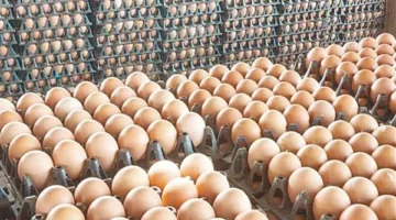 سعر كرتونة البيض اليوم الأربعاء 7 مايو 2025 في مصر