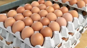 سعر كرتونة البيض بتاريخ الثلاثاء 13 مايو 2025