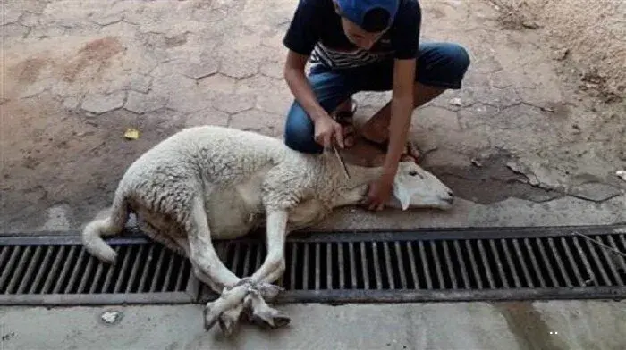 سنن الأضحية.. مايستحب فعله عند الذبح سنن الأضحية.. مايستحب فعله عند الذبح