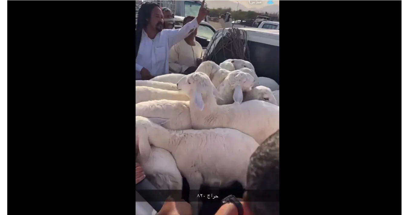 شاهد بالفيديو: تراجع ملحوظ في أسعار الأضاحي الطليان الحريات في أسواق الأغنام – اكتشف الأسباب!