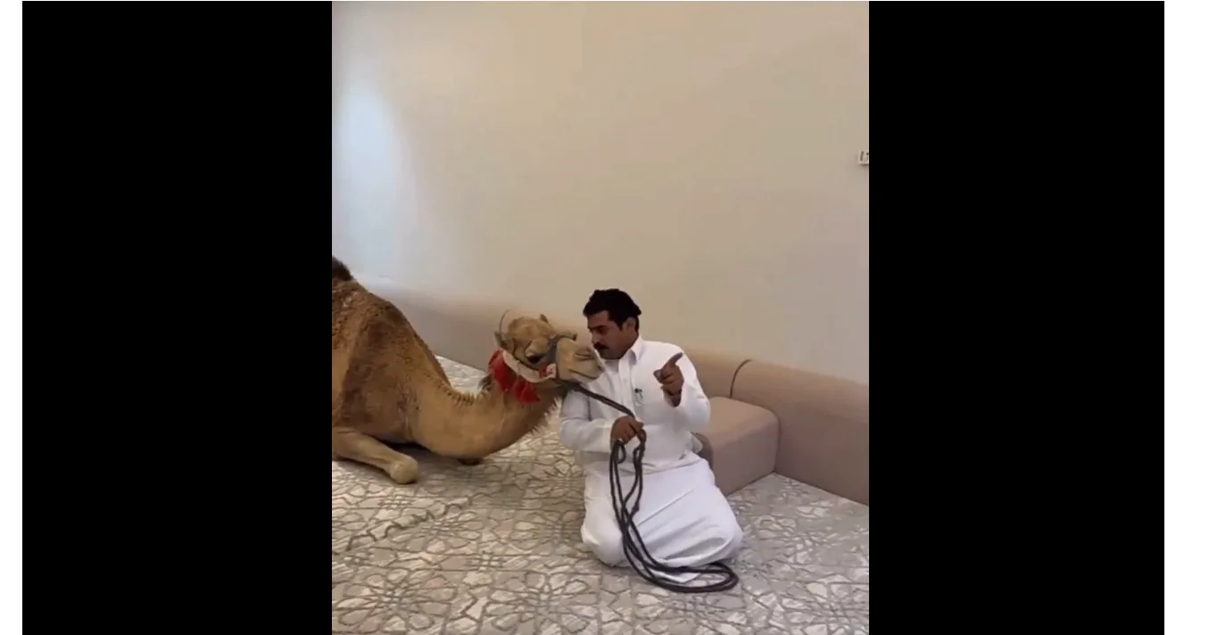 شاهد بالفيديو: جمل يدخل مجلس زملائه ويثير ردود فعل غير متوقعة شاهد بالفيديو: جمل يدخل مجلس زملائه ويثير ردود فعل غير متوقعة
