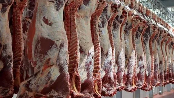 شعبة القصابين توضح أسباب زيادة أسعار اللحوم قبل عيد الأضحى شعبة القصابين توضح أسباب زيادة أسعار اللحوم قبل عيد الأضحى