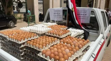 شعبة بيض المائدة: سعر الطبق داخل المزارع يصل إلى 120 جنيهًا (فيديو)