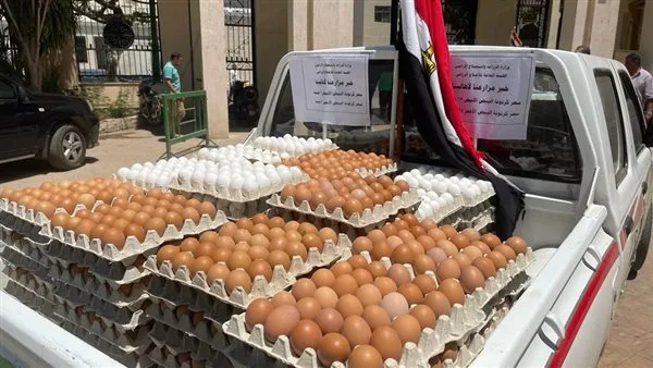 شعبة بيض المائدة: سعر الطبق داخل المزارع يصل إلى 120 جنيهًا (فيديو) شعبة بيض المائدة: سعر الطبق داخل المزارع يصل إلى 120 جنيهًا (فيديو)