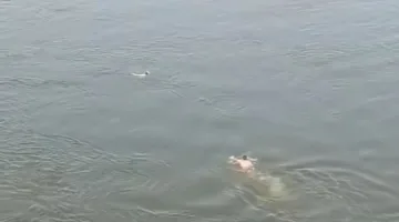 شهامة بلا حدود.. عبد الله يقفز في نيل بني سويف لإنقاذ شاب حاول إنهاء حياته