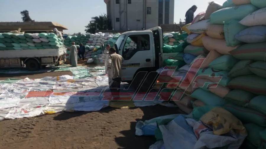 شون كفر الشيخ تستقبل 157,583 طنًا و153 كيلوغرامًا من القمح المحلي