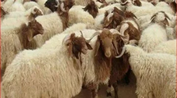 صوف الخروف ناعم ونظيف.. كيف تختار أضحية العيد؟