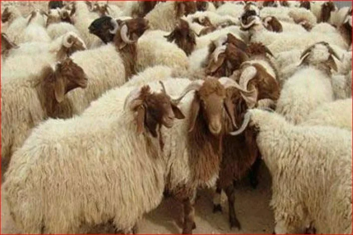 صوف الخروف ناعم ونظيف.. كيف تختار أضحية العيد؟ صوف الخروف ناعم ونظيف.. كيف تختار أضحية العيد؟