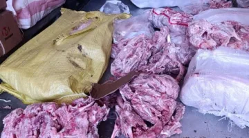 ضبط 10 أطنان هياكل دواجن مجهولة المصدر داخل حاويات بجوار مصنع لحوم بالخانكة