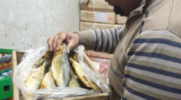 ضبط 18.5طن لحوم مستوردة وهياكل دواجن ودهون وأسماك مملحة فاسدة بالجيزة