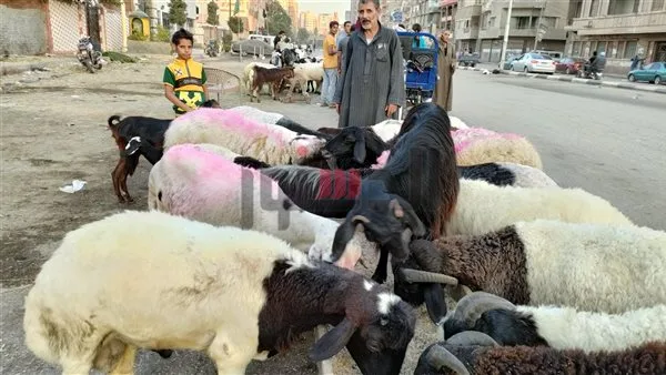 ضخ كميات كبيرة من الأضاحي واستقرار الأسعار.. استعدادات الغرف التجارية لعيد الأضحى ضخ كميات كبيرة من الأضاحي واستقرار الأسعار.. استعدادات الغرف التجارية لعيد الأضحى