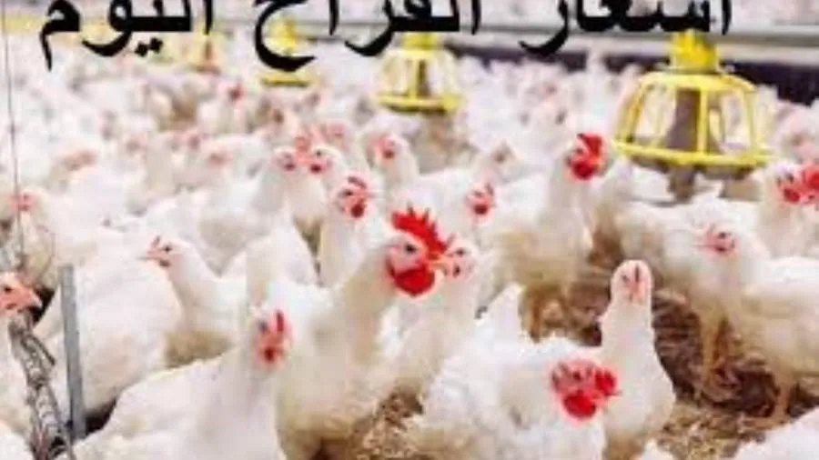 عاجل | تحديث أسعار الدجاج الأبيض اليوم الجمعة في الأسواق عاجل | تحديث أسعار الدجاج الأبيض اليوم الجمعة في الأسواق