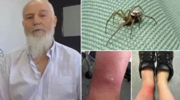 عاجل.. ظهور أخطر عنكبوت في بريطانيا في هيرتفوردشاير