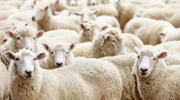 تاريخ عيد الأضحى ووقت صلاة العيد 2025 في القاهرة والمناطق الأخرى