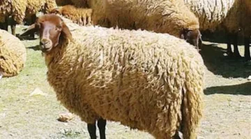 عيد الأضحى 2025: وزارة التموين تكشف عن موعد بدء طرح شوادر الأضاحي