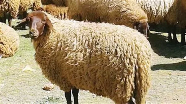 عيد الأضحى 2025: وزارة التموين تكشف عن موعد بدء طرح شوادر الأضاحي عيد الأضحى 2025: وزارة التموين تكشف عن موعد بدء طرح شوادر الأضاحي