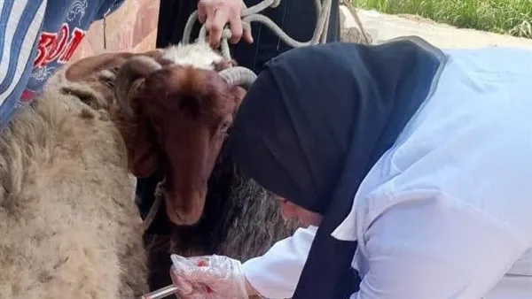 فحص 5007 رأس ماشية وتلقيح 2210 ضمن المشروع القومي للتحسين الوراثي بالشرقية فحص 5007 رأس ماشية وتلقيح 2210 ضمن المشروع القومي للتحسين الوراثي بالشرقية