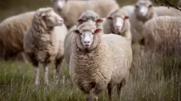 قبل العيد.. تعرف على شروط الأضحية وآداب الذبح والمضحي