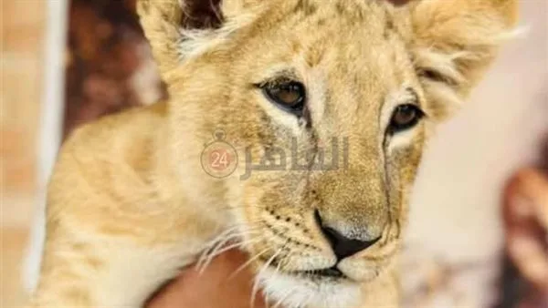 قرار جديد من جهات التحقيق بعد ضبط شبل أسد داخل مخيم سفاري بالغردقة قرار جديد من جهات التحقيق بعد ضبط شبل أسد داخل مخيم سفاري بالغردقة