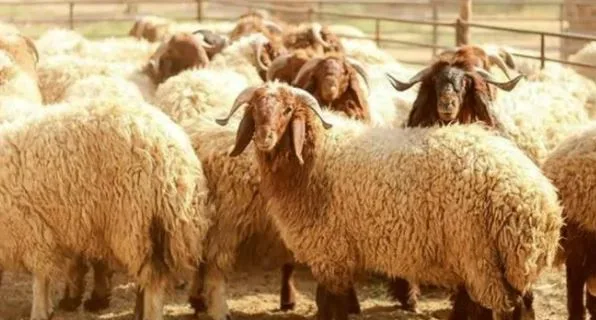 وزارة التموين: بدء بيع الخراف الحية في المجمعات الاستهلاكية اعتباراً من 20 مايو تحضيراً لعيد الأضحى.