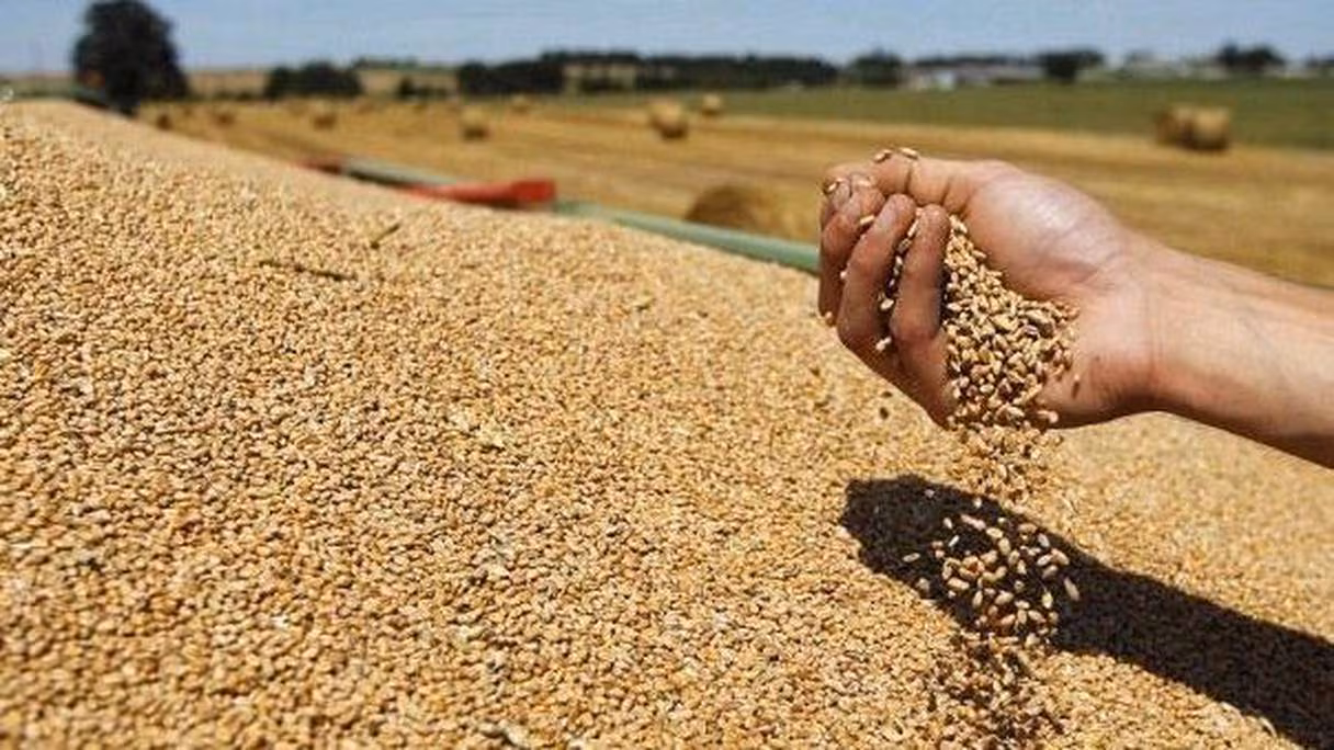 كازاخستان تقوي روابطها التجارية مع المغرب عبر تصدير 60 ألف طن من القمح كازاخستان تقوي روابطها التجارية مع المغرب عبر تصدير 60 ألف طن من القمح