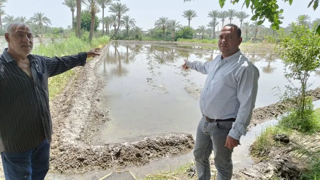 كشف زراعة غير قانونية للأرز في قرية قصر بياض بالفيوم