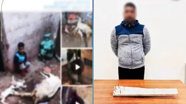 كشف ملابسات تعدي شخص على الكلاب الضالة بالبحيرة «فيديو» كشف ملابسات تعدي شخص على الكلاب الضالة بالبحيرة «فيديو»