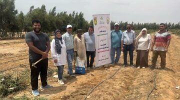 لسد الفجوة الغذائية.. حقول إرشادية لزراعة عباد الشمس الزيتى بجنوب سيناء