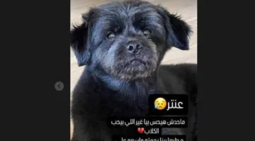 «لن يشعر أحد بوجعي».. إيمي سمير غانم تعرب عن حزنها لهذا السبب