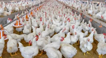 أسعار الدواجن والبيض اليوم، الأربعاء 28 مايو 2025: الفراخ البيضاء بـ 81 جنيه