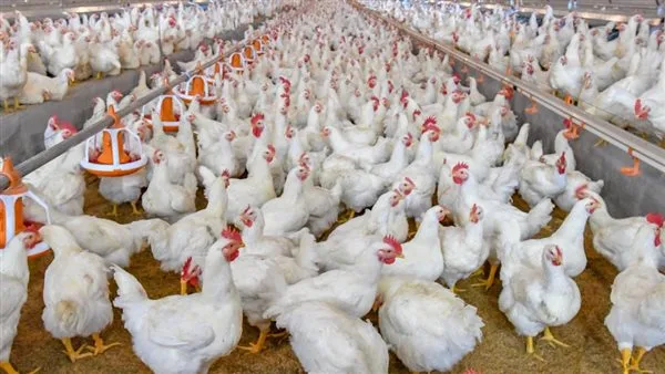 ما هي أسعار الدواجن والبيض اليوم، الأربعاء 14 مايو 2025؟ ما هي أسعار الدواجن والبيض اليوم، الأربعاء 14 مايو 2025؟