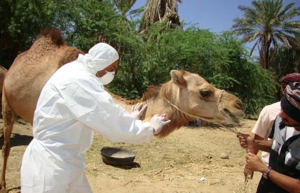 ما هي متلازمة التنفس في الشرق الأوسط؟.. منظمة الصحة العالمية تنبه لهذه العلامات. ما هي متلازمة التنفس في الشرق الأوسط؟.. منظمة الصحة العالمية تنبه لهذه العلامات.