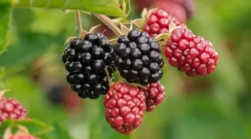 ماذا يحدث لجسمك عند تناول التوت؟