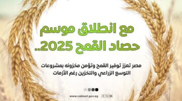 مجلس الوزراء يستعرض جهود الدولة لتعزيز الإنتاج المحلي من القمح وتأمين مخزونه