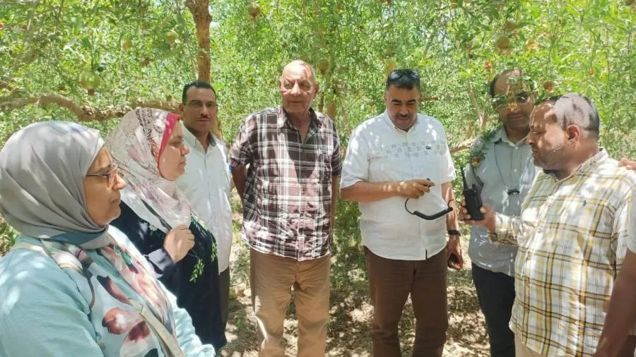 محافظ أسيوط: اجتماعات منتظمة مع مزارعي الرمان لمناقشة التحديات وتعزيز القطاع الزراعي محافظ أسيوط: اجتماعات منتظمة مع مزارعي الرمان لمناقشة التحديات وتعزيز القطاع الزراعي