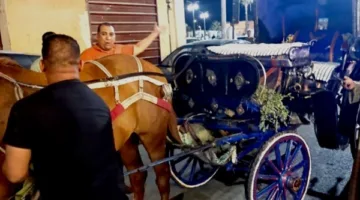 محافظ الأقصر يوجه بالتحفظ على عربة حنطور مخالفة